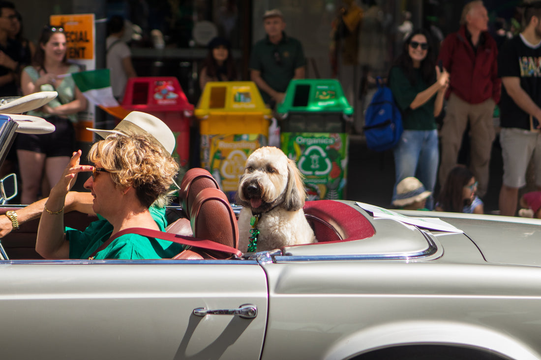 Traveling with Pets: Essential Tips for Stress-Free Trips