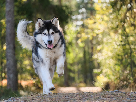 Healthy Dog