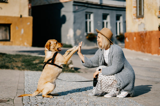 Seasonal Pet Care: Preparing Your Pet for Summer